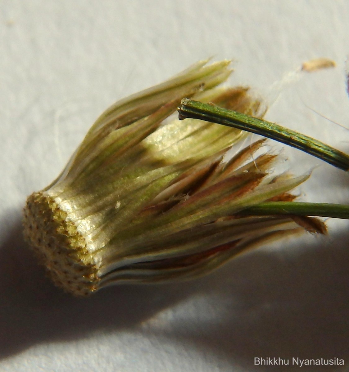 Pluchea paniculata (Willd.) Karthik. & Moorthy